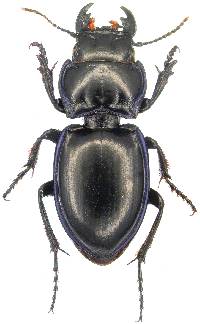 Pasimachus elongatus image