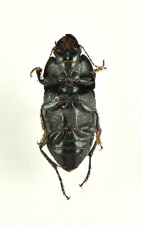 Anisodactylus ovularis image