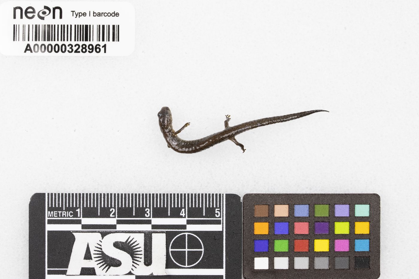 Plethodon dorsalis image