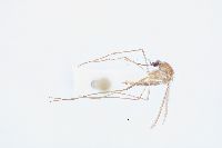 Image of Aedes cinereus