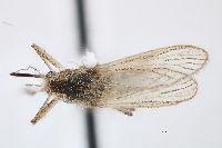 Aedes dorsalis image