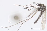Image of Aedes implicatus