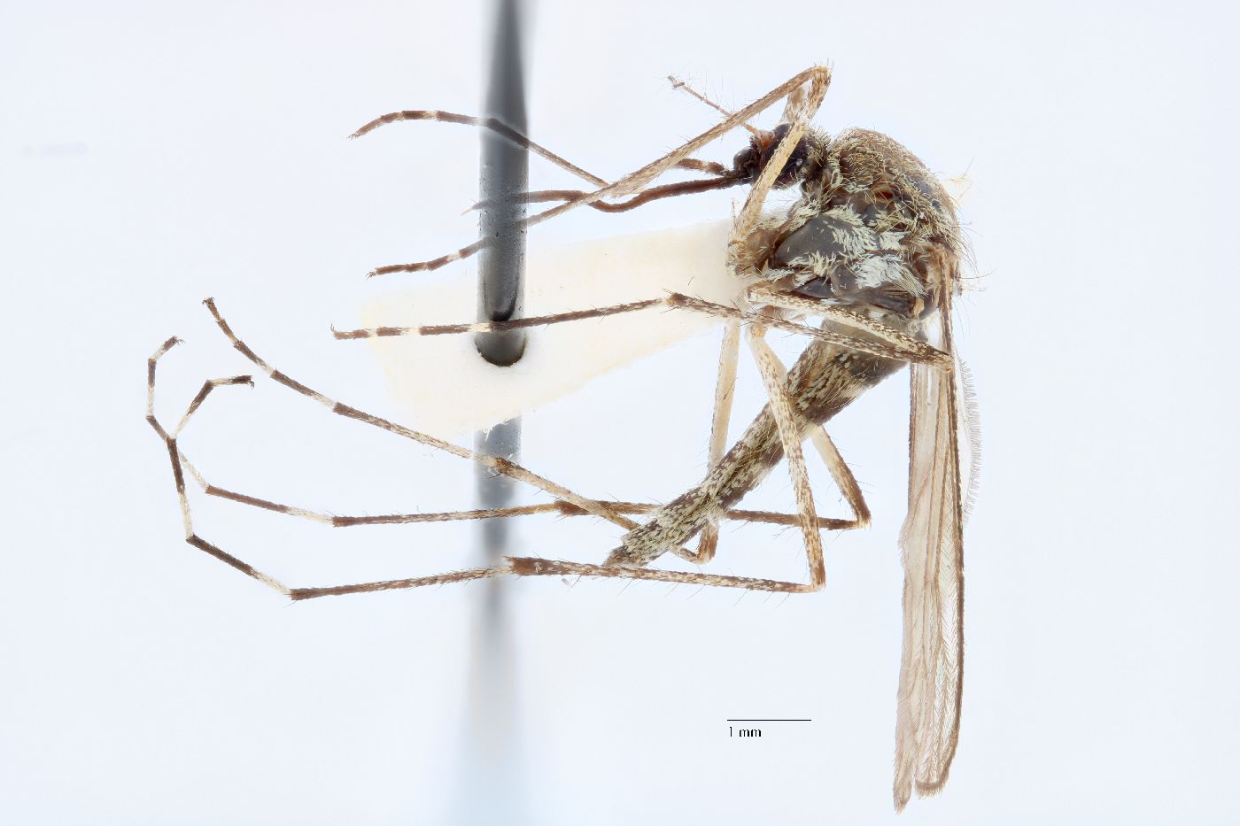 Aedes excrucians image