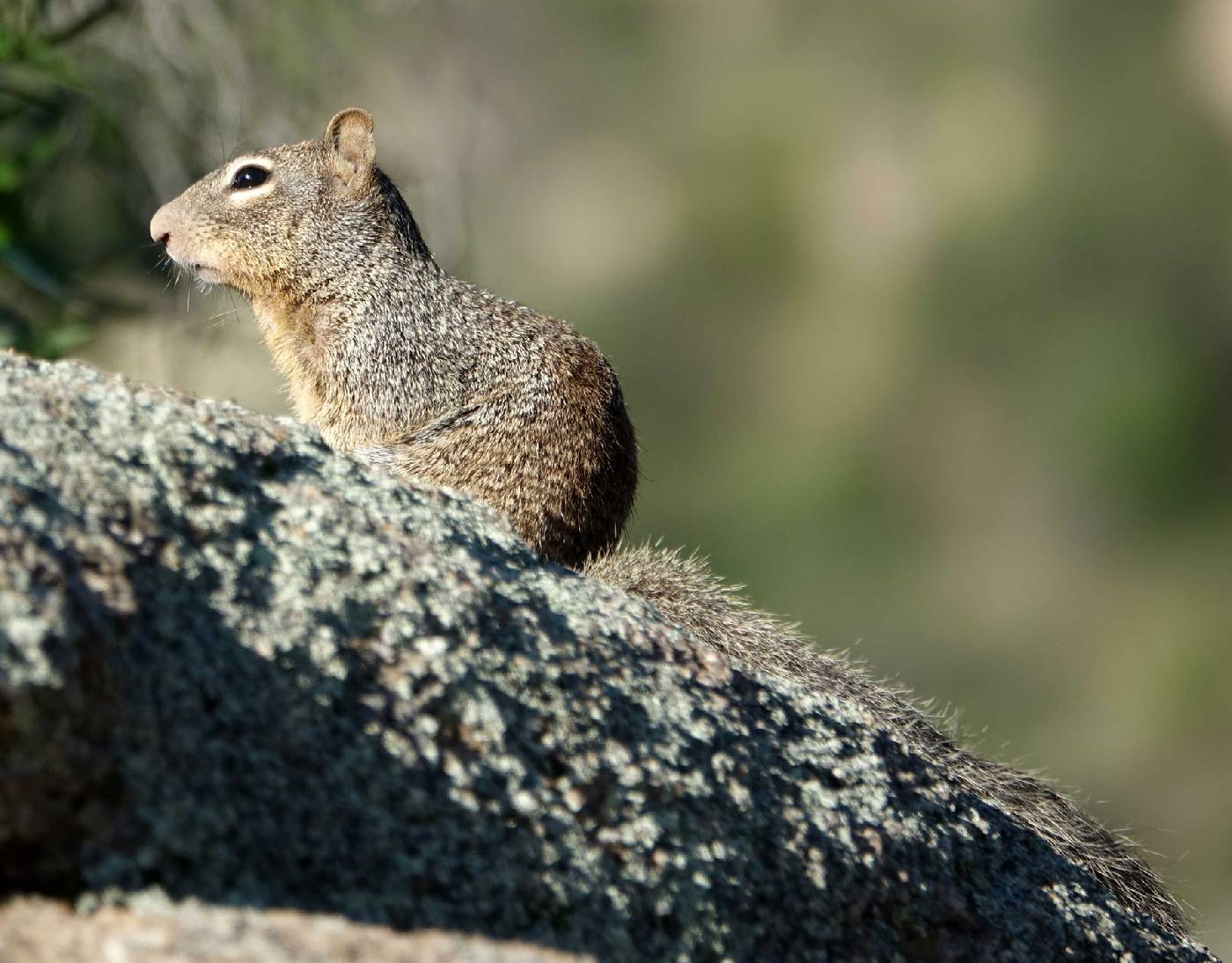 Otospermophilus variegatus image