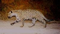 Panthera onca image