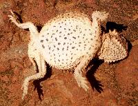 Phrynosoma cornutum image