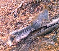 Sciurus arizonensis image