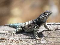 Sceloporus jarrovii image