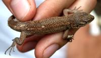 Sceloporus slevini image