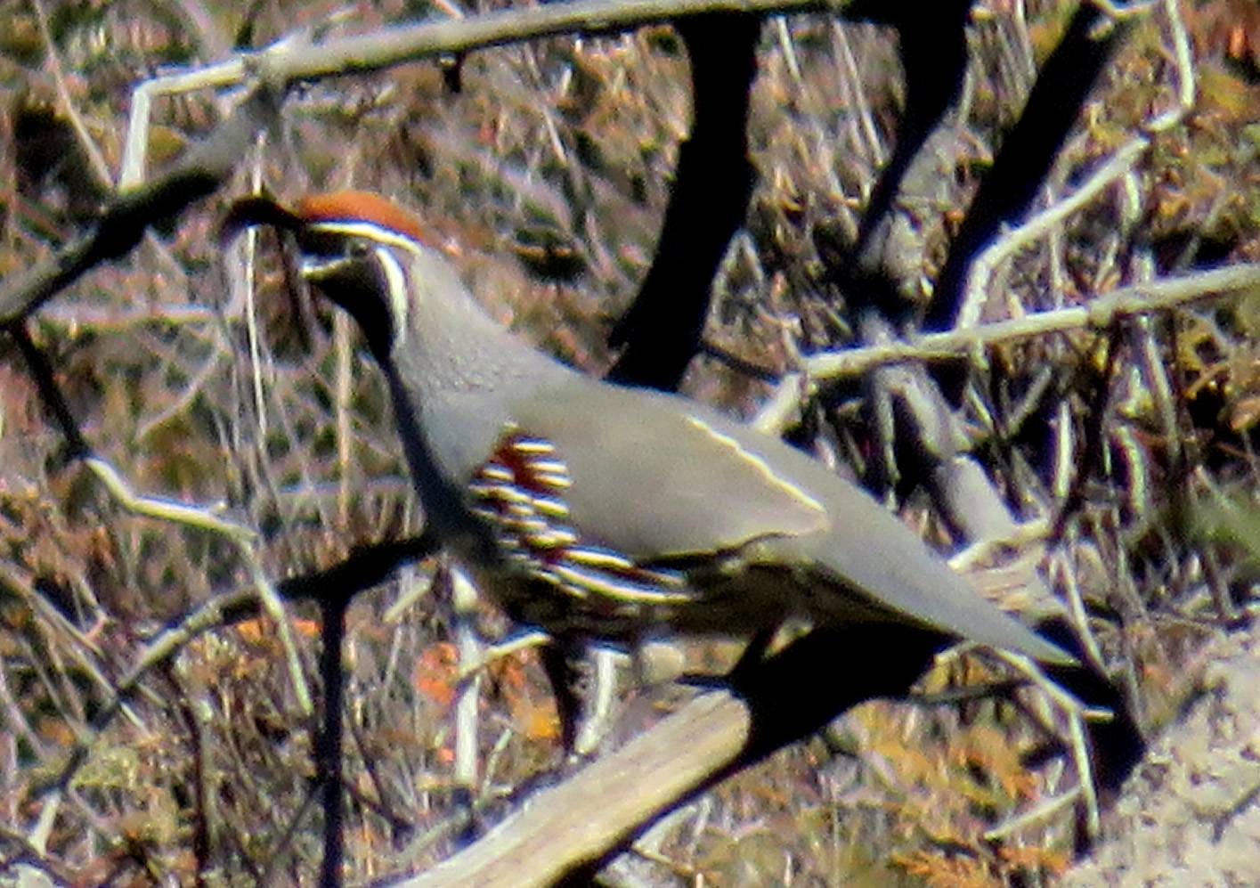 Callipepla gambelii image