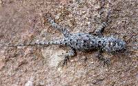 Sceloporus clarkii image