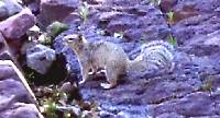 Sciurus arizonensis image