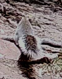 Sciurus arizonensis image