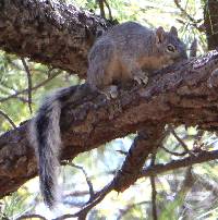 Sciurus arizonensis image