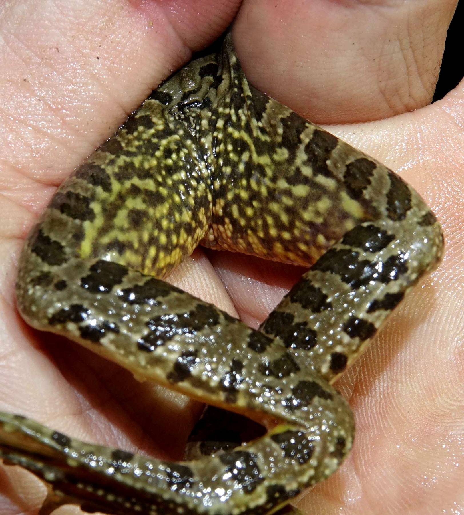 Lithobates chiricahuensis image