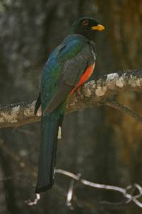 Trogon mexicanus image