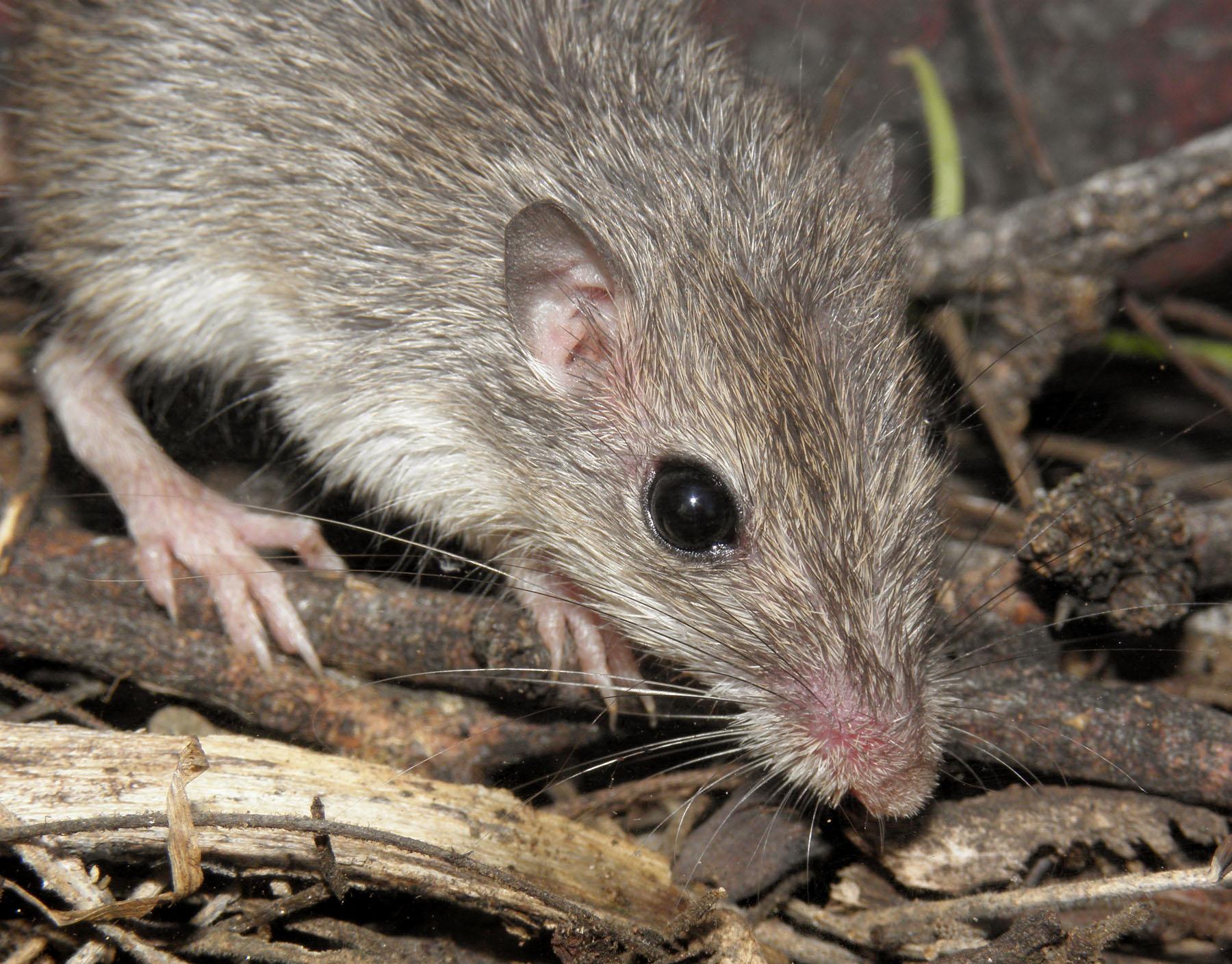 Chaetodipus intermedius image