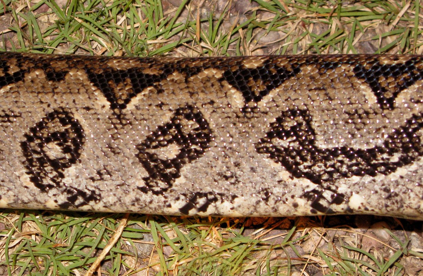 Boa constrictor image