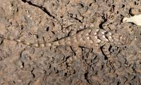 Sceloporus clarkii image