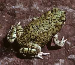 Anaxyrus debilis image