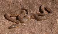 Thamnophis rufipunctatus image