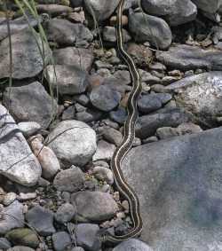 Image of Thamnophis cyrtopsis