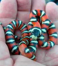 Lampropeltis pyromelana image