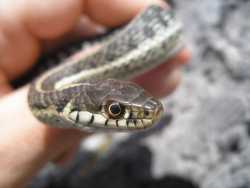 Thamnophis eques image