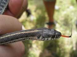 Image of Thamnophis eques