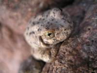 Hyla arenicolor image