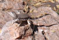 Callisaurus draconoides image