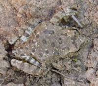 Hyla arenicolor image