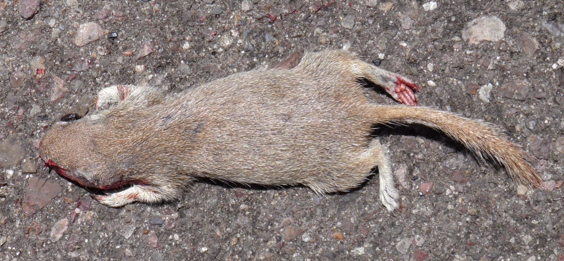 Xerospermophilus image