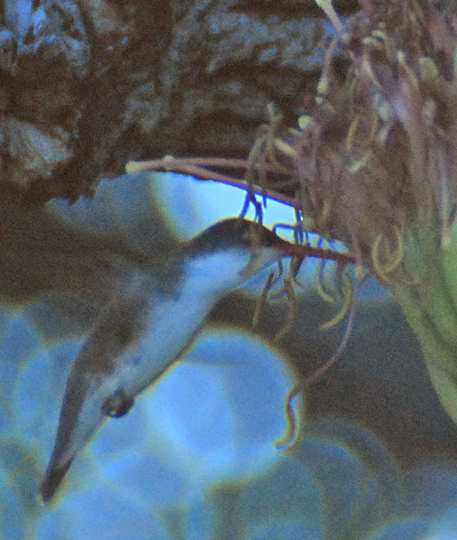 Amazilia violiceps image