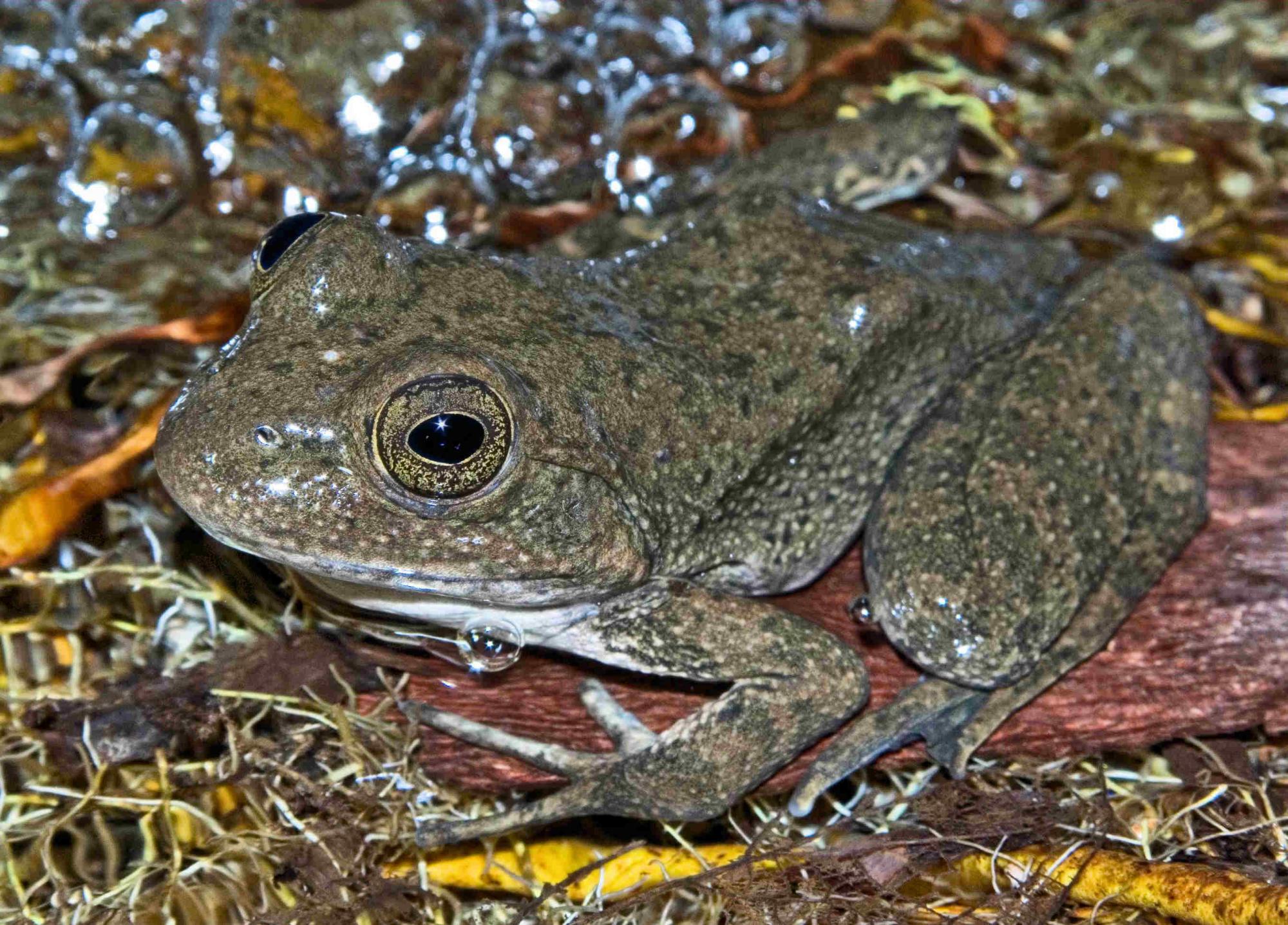 Lithobates tarahumarae image