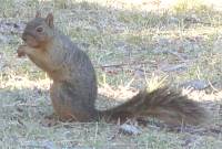 Sciurus nayaritensis image