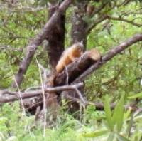 Sciurus nayaritensis image