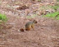 Sciurus nayaritensis image