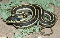 Thamnophis cyrtopsis image