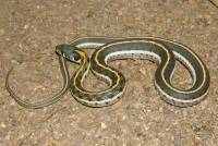 Thamnophis cyrtopsis image