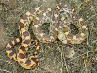 Pituophis catenifer image