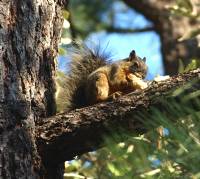 Sciurus nayaritensis image