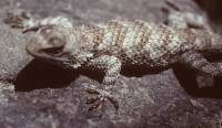 Sceloporus clarkii image