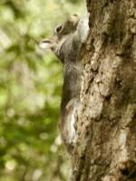 Sciurus arizonensis image