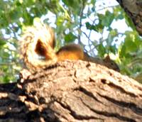 Sciurus nayaritensis image