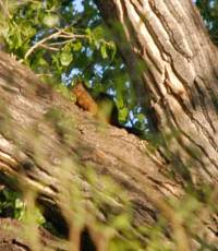 Sciurus nayaritensis image