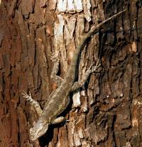 Sceloporus clarkii image