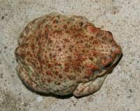 Anaxyrus punctatus image