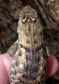 Sceloporus magister image