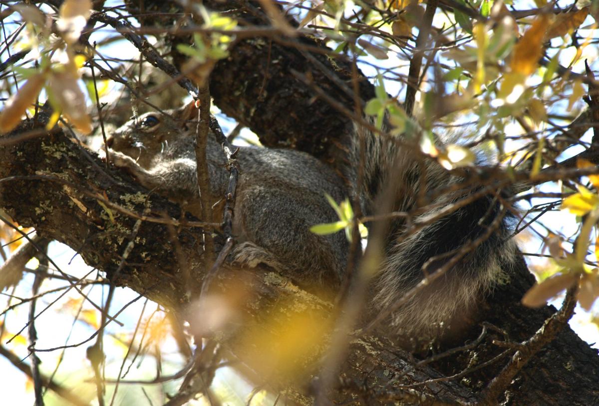 Sciurus arizonensis image